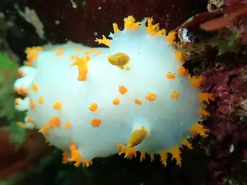 Modest Clown Nudibranch