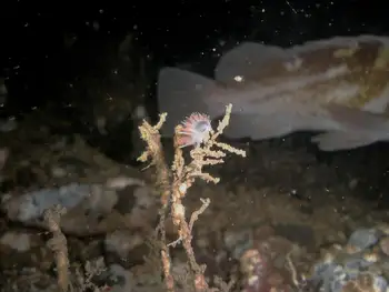 Red Flabellina Nudibranch