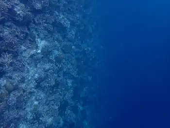 Reef
