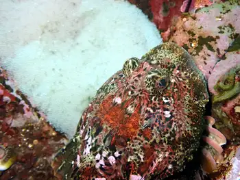Buffalo Sculpin