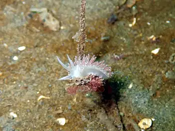 Red Flabellina Nudibranch