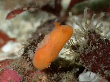 Red Sponge Dorid