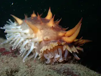California Sea Cucumber