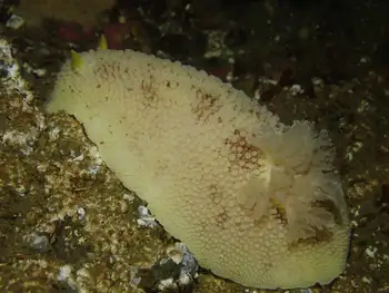 Noble Sea Lemon