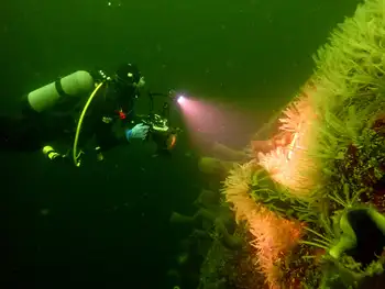 Northwest Feather Stars