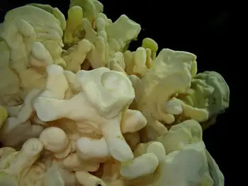 Cloud Sponge