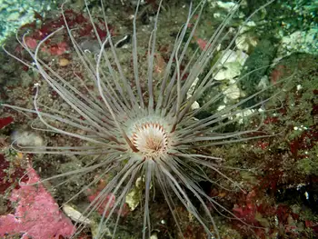 Tube Dwelling Anemone