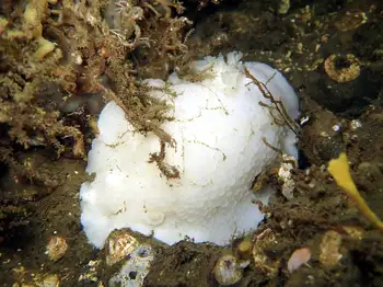 White Nudibranch
