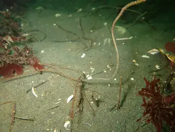 Jointed Three Section Tube Worms