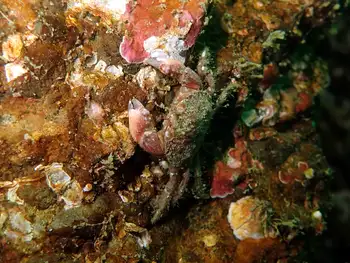 Pygmy Rock Crab