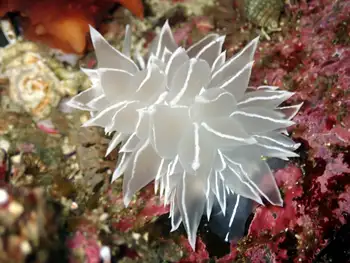 Alabaster Nudibranch