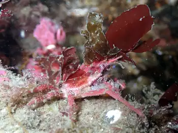 Northern Kelp Crab