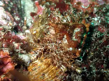 Heart Crab