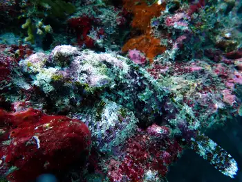 Bearded Scorpion Fish