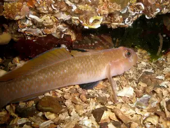 Blackeye Goby