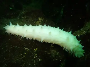California Sea Cucumber