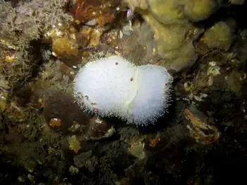 Nanaimo Nudibranchs