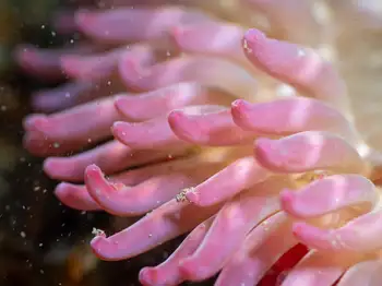 rose anemone