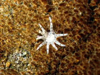 Ten Tentacled Burrowing Anemone
