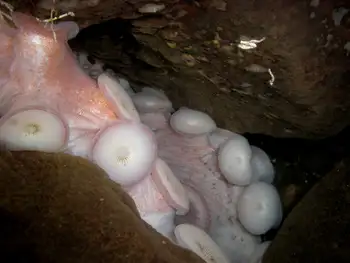 Giant Pacific Octopus