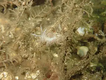 Red Gilled Nudibranch