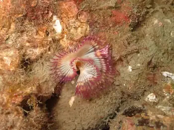 Red Trumpet Calcareous Tube Worm