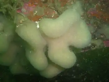 Lobed Compound Tunicate