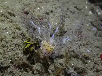 Salt Pepper Sea Cucumber