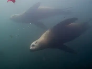California Sea Lions