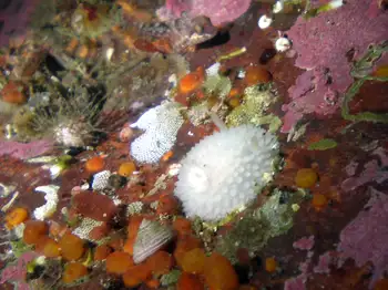 White Adalaria Nudibranch