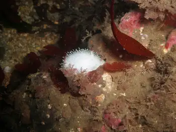 Nanaimo Nudibranch