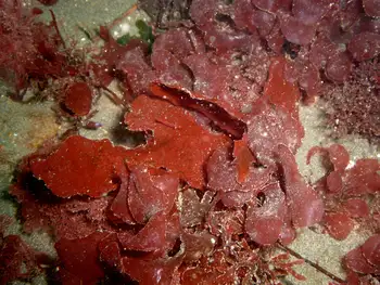 Iridescent Seaweed