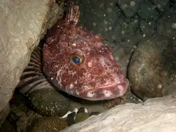 Lingcod