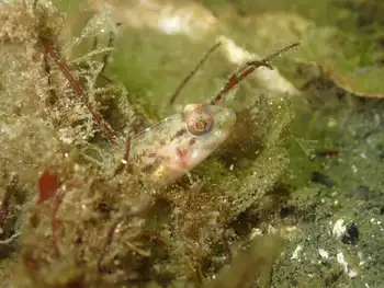 Blackeye Goby