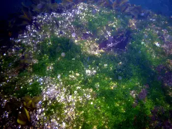 Sea Lettuce