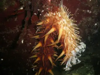 California Sea Cucumber