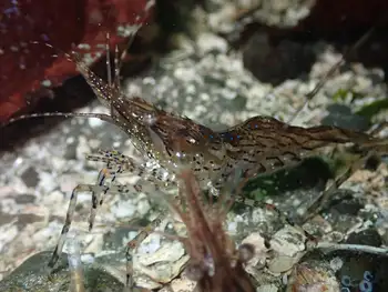 Coonstripe Shrimp