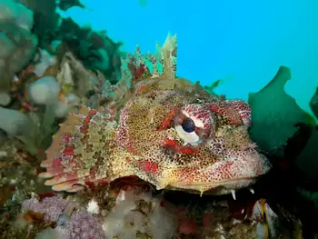 Red Irish Lord Sculpin