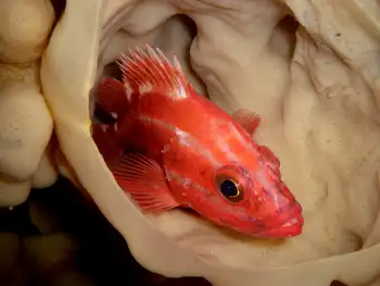 yellow eye rockfish