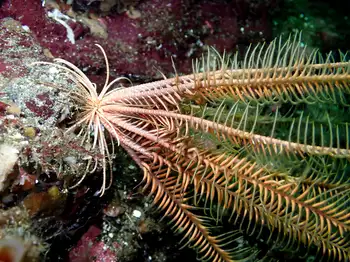 Northwest Feather Star