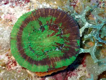 artichoke coral