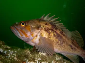 Rockfish