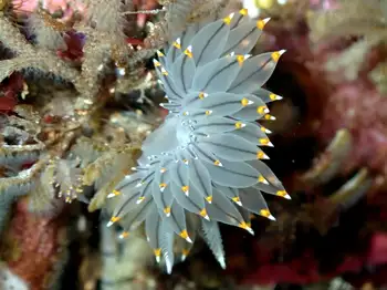 Bicolor Nudibranch
