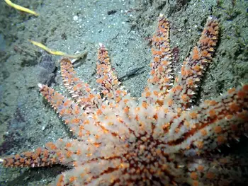 Sunflower Star