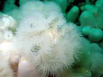 Metridium Anemones