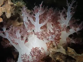 Red Dendronotid