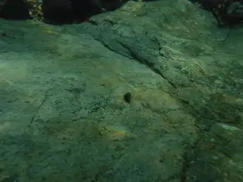Hermit Crab