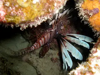 Lionfish