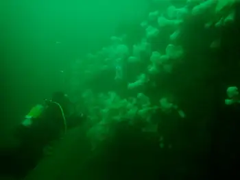 Metridium Anemones