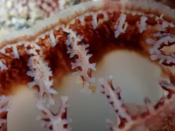 Rough Piddock Clam